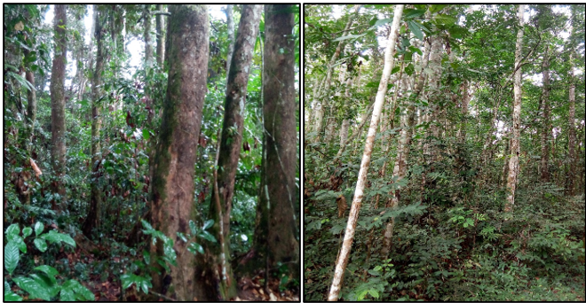 Diagnostic écologique et appui à la restauration forestière